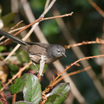 Wrentit